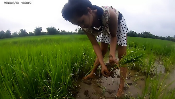 Cô Gái Châu Á Tập Làm Tình Trong Lúa Gạo